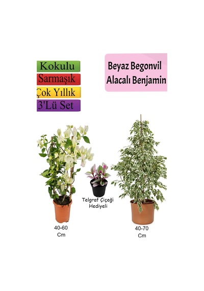 Beyaz Alacalı Benjamin Bitkisi+ Beyaz Begonvil+ Telgraf Çiçeği Hediyeli