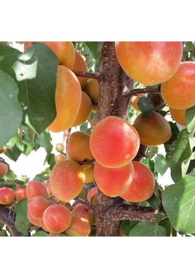 Tüplü Yüksek Aromalı Soğuklara Dayanıklı Al Kayısı Fidanı