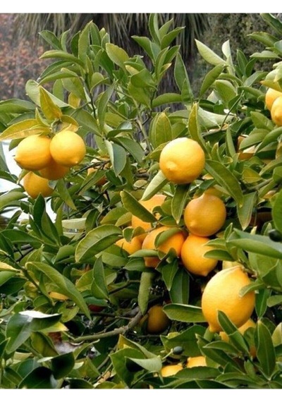 Avantajlı Ev Içerisinde Saksı Yetiştiriciliğine Uygun Yediveren Limon Fidanı