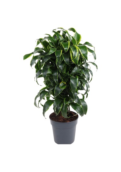 Dracaena Fragrans Dorado Bitkisi L Boy