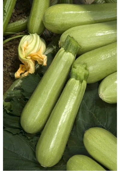 Sakız Kabak Tohumu 10gr