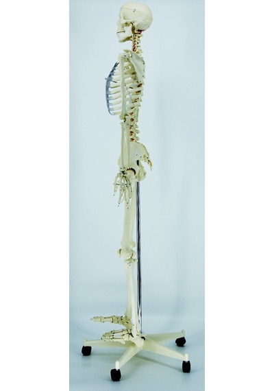 ECE İnsan İskeleti Modeli 180cm Tekerlekli Kaide