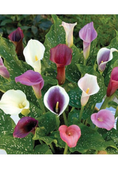Ithal Karışık Calla Lily Tohumu Ekim Seti
