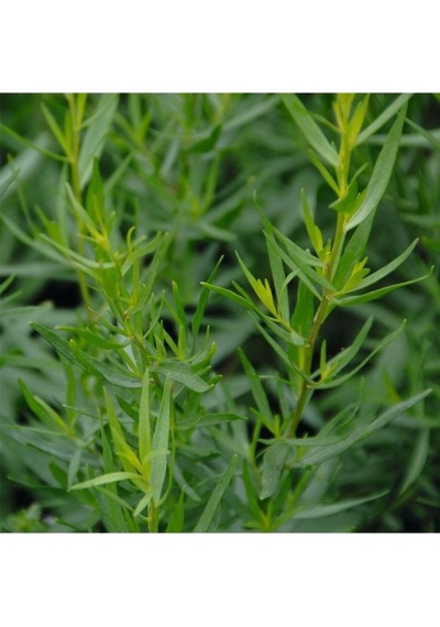 40 Adet Yerli Ata Tarhun Tohumu Artemisia Dracunculus L.