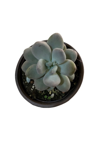 Pachyphytum 'Blue Haze' (Sukulent) Ø12 CM Y15-20 CM