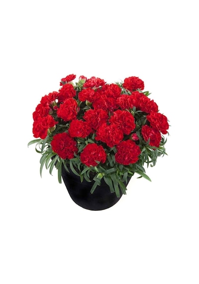 Videolu Kırmızı Karanfil 15-30cm 1 Adet Saksılı Çiçekli Bodur Bitki Dianthus Caryophyllus