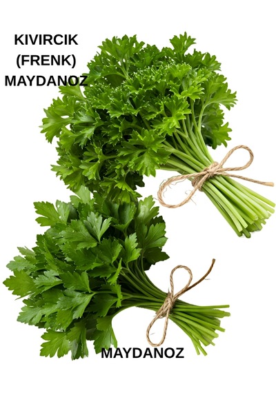 Maydanoz Ve Kıvırcık Frenk Maydanoz Tohumu Seti 20 Gr. 20 Gr.