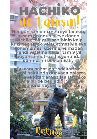 Petjoo 19.Hachiko Sarı-Gri Qr'lı Köpek Künyesi