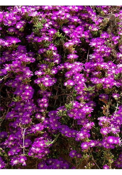 Acem Halısı 5 15 Cm 30 Adet Saksılı/ Tüplü Çiçekli Bodur Bitki Drosanthemum Floribundum