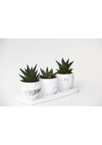 Trio Beyaz Sukulent Seti - Haworthia Pumila. Limifolia