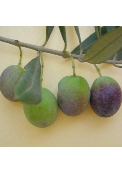 Susuzluğa Dayanıklı Sofralık Nizip Yağlık Zeytin Fidanı 10-20 Cm