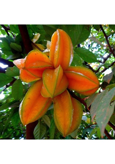 Aşılı Starfruit Fidanı 4 Yaş 100 Cm