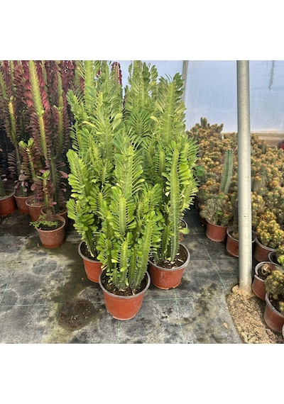 Bol Dallı Büyük Boy Euphorbia Trigona Green - Afrika Yeşil Süt Ağacı Kaktüsü