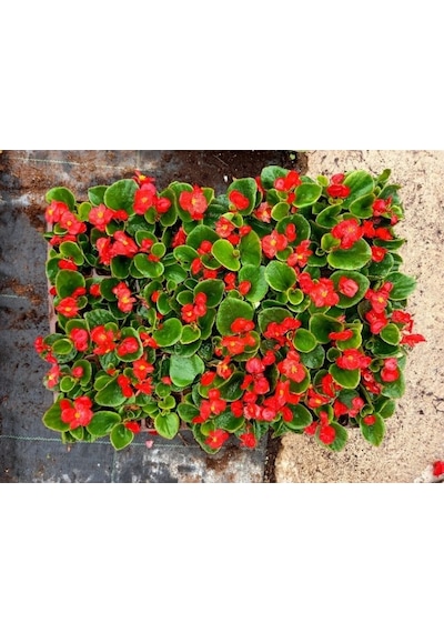 Begonya Çiçeği Kırmızı Begonıa Semperflorens 90 Adet