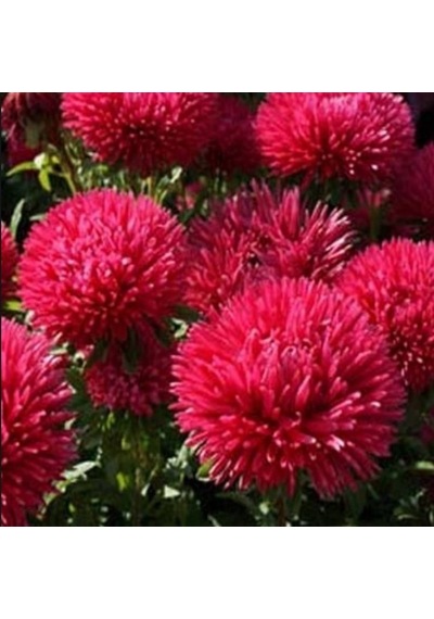 Pompon Paeony Duchesse Crimson Aster Çiçeği Tohumu 50 Tohum