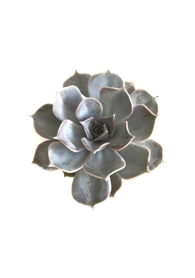 Echeveria Lilacina Sukulent Ø8,5 Cm Y10-15 Cm