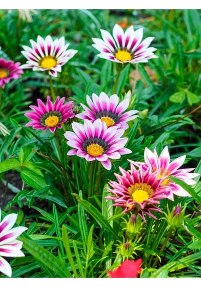 10 Adet Pembe Gazanya Çiçeği Fidanı 25-45 Cm Saksılı Çiçekli Bodur Bitkiler Gazania