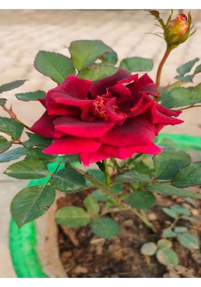 Videolu Kırmızı Yediveren Mis Kokulu Gül Fidanı 3 Adet Saksılı 50-90 Cm Red Rose Sapling