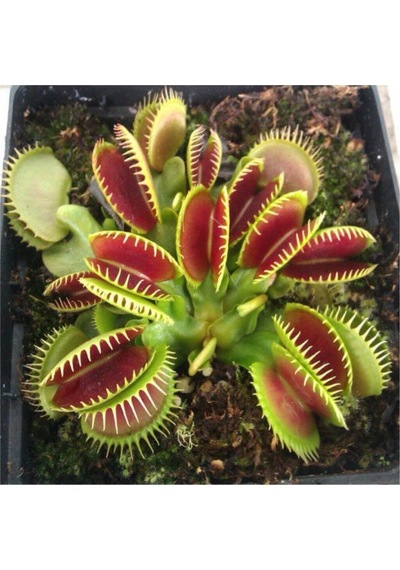 Venus Fly Trap Tohumu 5 Adet Tohum Etçil Bitki Etobur Bitki Sinek Kapan