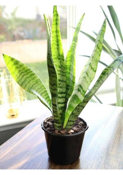 Paşa Kılıcı Yeşil Kılıç Bol Köklü Hava Temizleyici Salon Bitkisi, 20-40cm