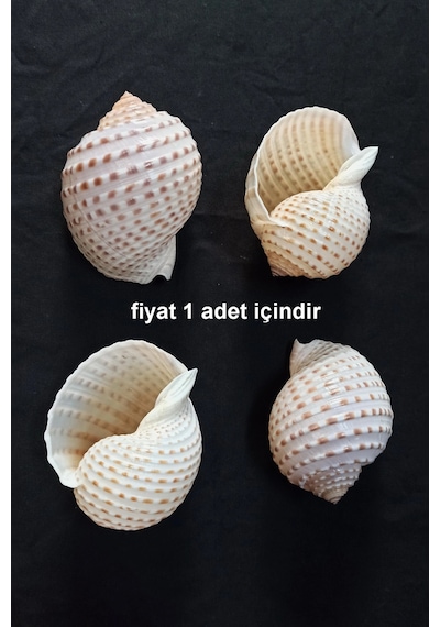Çok Güzel Deniz Kabuğu Tonna Marginata 8tm