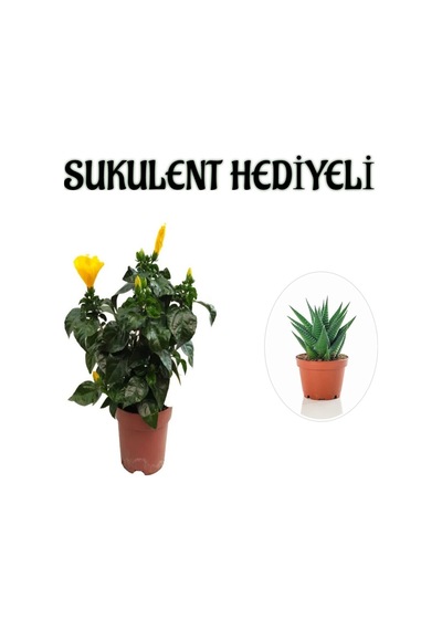 Sarı Renk Japon Gülü Çiçeği Sevgililer Gününe Özel Sukulent Hediyeli