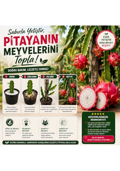 Kendi Pitayanı Yetiştir Ejder Meyvesi Başlangıç Seti 20-30 Cm Çelik + 1,6 L Saksı + Perlit
