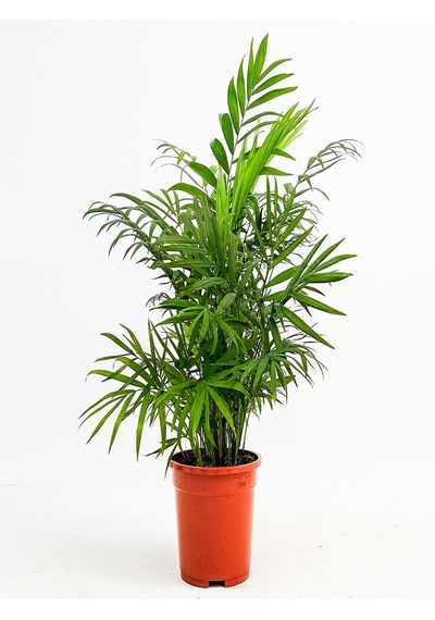 Areka Dağ Palmıyesi Chamadora Elegans 40 Cm