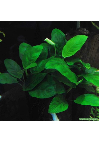 Anubias Barteri Var. Nana 1 Ad 4-5 Yaprak
