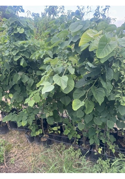 Tüplü 4 Yaş Geniş Yapraklı Ihlamur Tilia Platyphyllos B0y 180-200cm