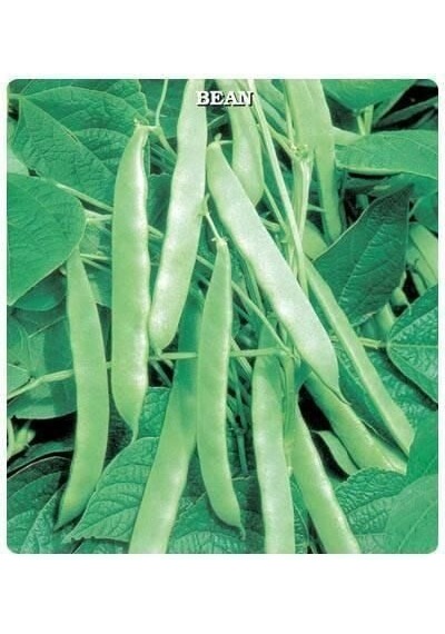 Sırık Fasülye Tohumu 25 Gram 1 Paket
