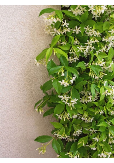 Videolu Yasemin Beyaz Çiçekli Kokulu Şarmaşık 90-120 Cm 1 Adet Dış Mekan Bitkisi Star Jasmine