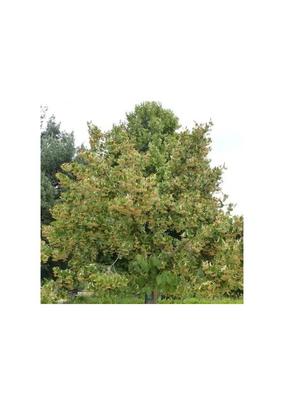 Fidan Ihlamur Fidanı 60 - 80 Cm Boy 1adet