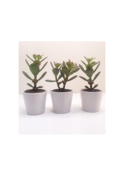 Para Çiçeği 3'lü Crassula Ovata Fidanı 10-20 Cm