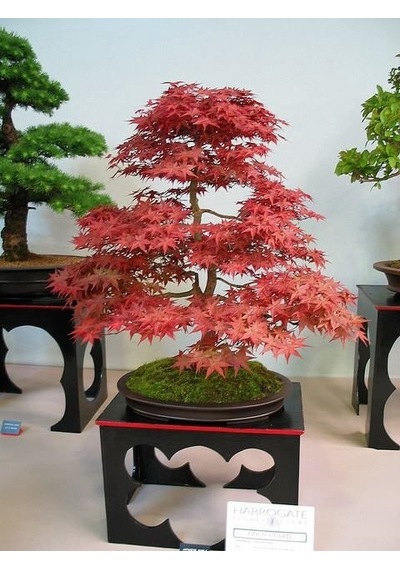 Kırmızı Japon Akçaağacı Tohumu 50 Adet Acer Palmatum
