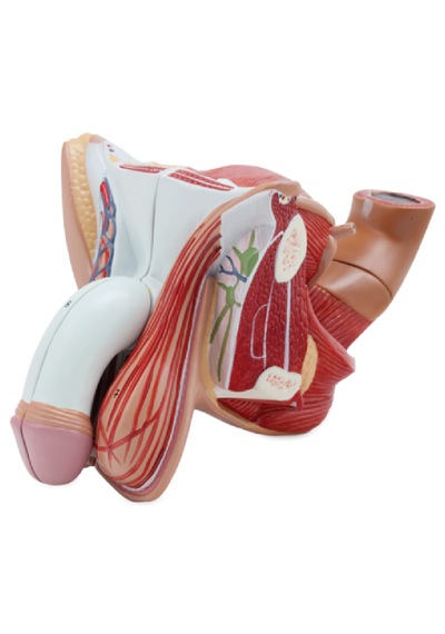 Erkek Genital Organ Modeli, 4 Parçalı - Genital Organ Maketi 01