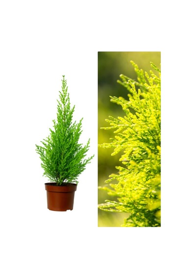 Videolu 1 Adet Kokulu Limoni Servi Fidanı 40-60 Cm Saksılı Dış Mekan Ağaçları Lemon Cypress