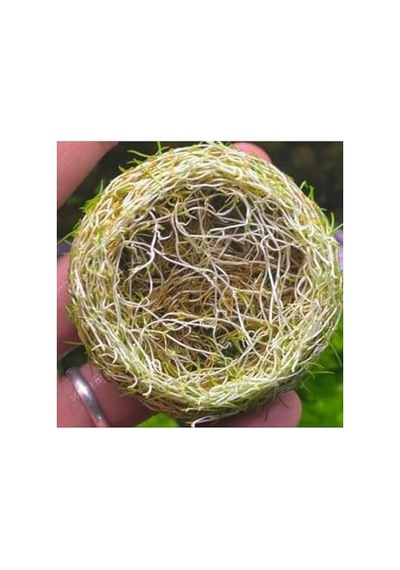 Orret Home Kedi Kumu Kabı Geniş Hacimli Kedi Tuvaleti Plastik Kedi Tuvalet Kabı Açık Kedi Kum Kabı Kolay Temizlenebilir Dayanıklı Tasarım Açık Gri-krem Açık Bej