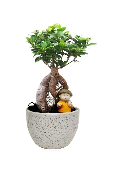 Ficus Ginseng Bonsai