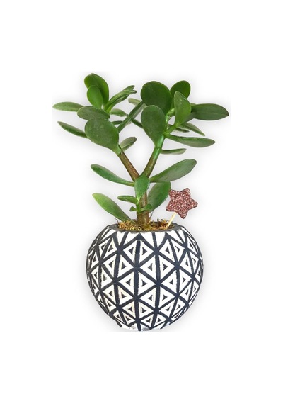 Sukulent Crassula Ovata | Siyah Desen Saksıda