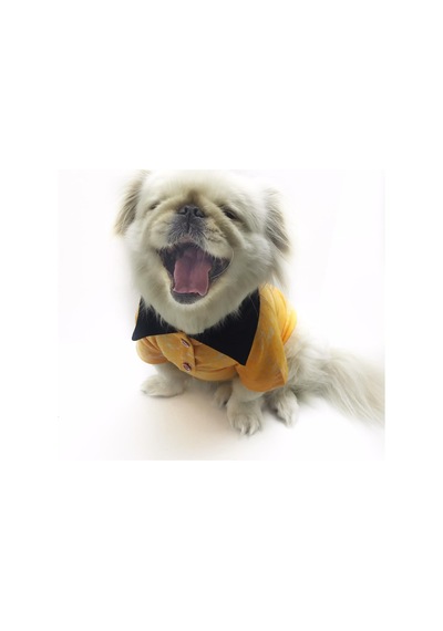 Orange Skies Polo Yaka Tişört Köpek Kıyafeti Köpek Elbisesi Orange Skies Polo Yaka Tişört Köpek Kıyafeti Köpek Elbisesi
