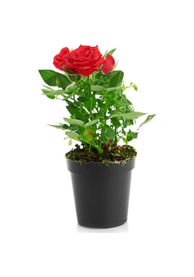 Yediveren Kırmızı Renkli 30 40 Cm 1 Adet Saksılı Aşılı Gül Red Rose