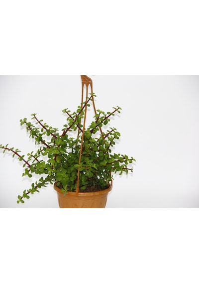 Yeşim Ağacı 2 Adet Crassula Portulacaria - Askılı Saksıda l