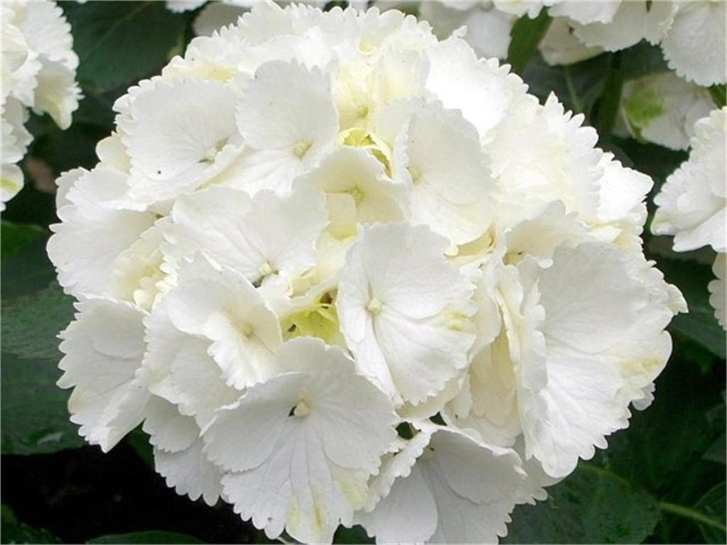 Ortanca Fidanı Hydrangea Macrophylla , Beyaz 10-20 Cm
