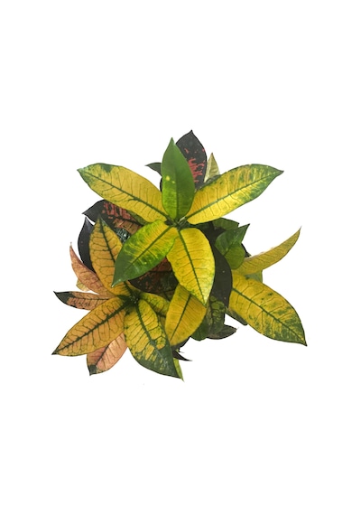 Codiaeum Variegatum 'Mrs Iceton' (Kraton Çiçeği) Ø17 CM Y45-50 CM