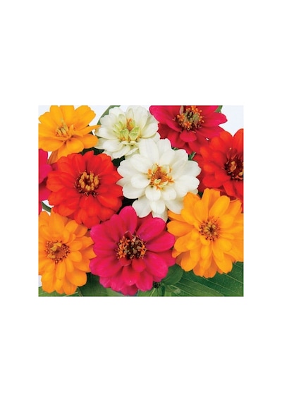 Kirli Hanım Zinnia Tohumu Mini Çiçekli, Karışık Renkli - 5 Adet