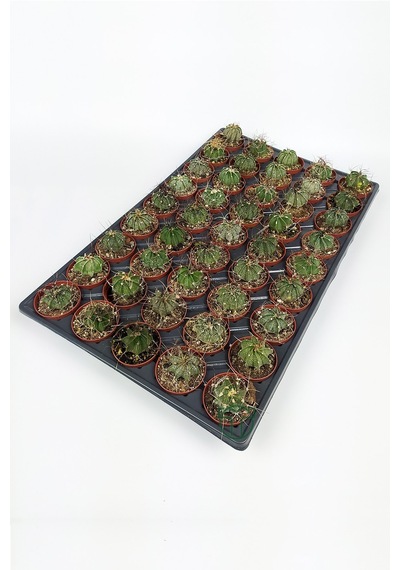 Astrophytum Capricorn Kaktüsü 45 Adet 5.5 CM