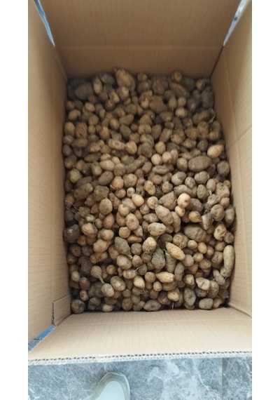Dogal Salep Fidanı 5 Kg Serapies