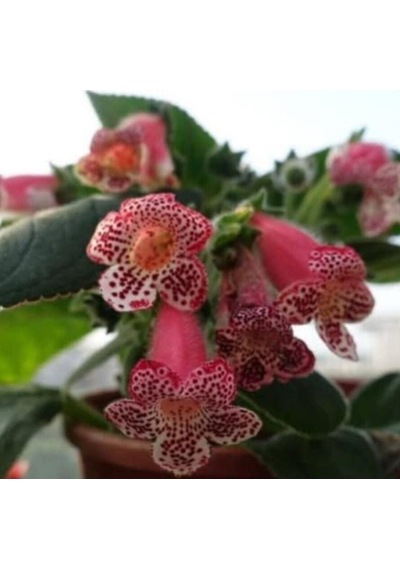 Özel Çeşit Lys Freckles Beauty Kohleria Çiçeği Fidesii Mini Potta