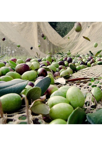 Tüplü Gemlik Tirilye Zeytin Fidanı